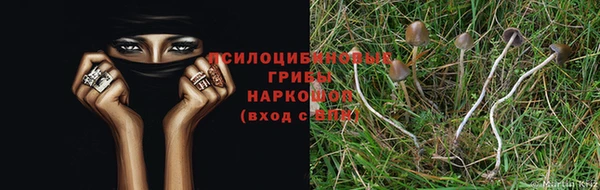 ПСИЛОЦИБИНОВЫЕ ГРИБЫ Куйбышев